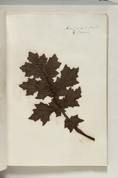 Akantový list z Kolosea, cca 1832 (pero a tuš s rostlinným vzorkem na papíře)